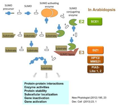 SUMO conjugation cycle occurring in plants