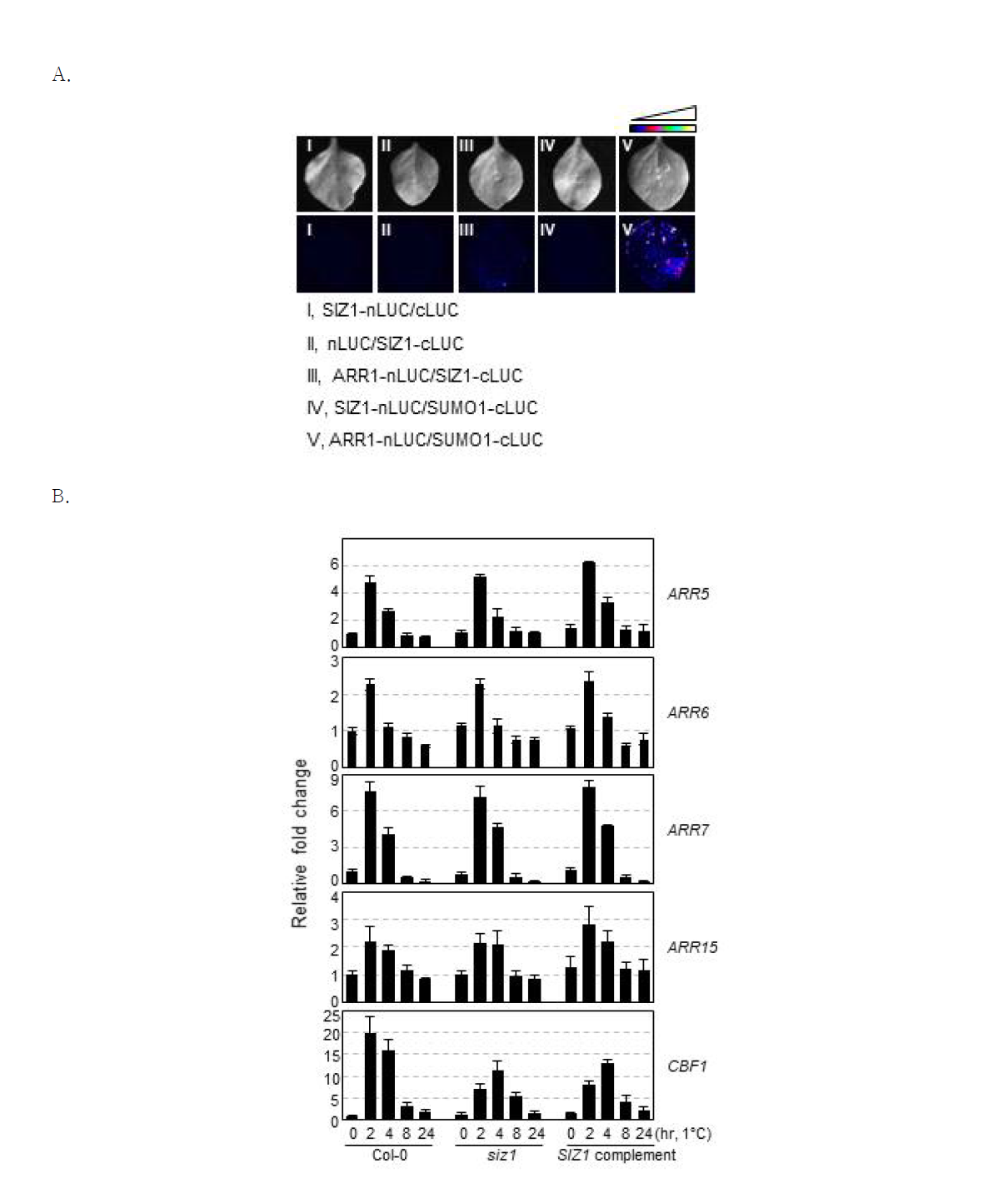 ARR1 is not regulated by SUMO E3 ligases SIZ1 in response to cold.