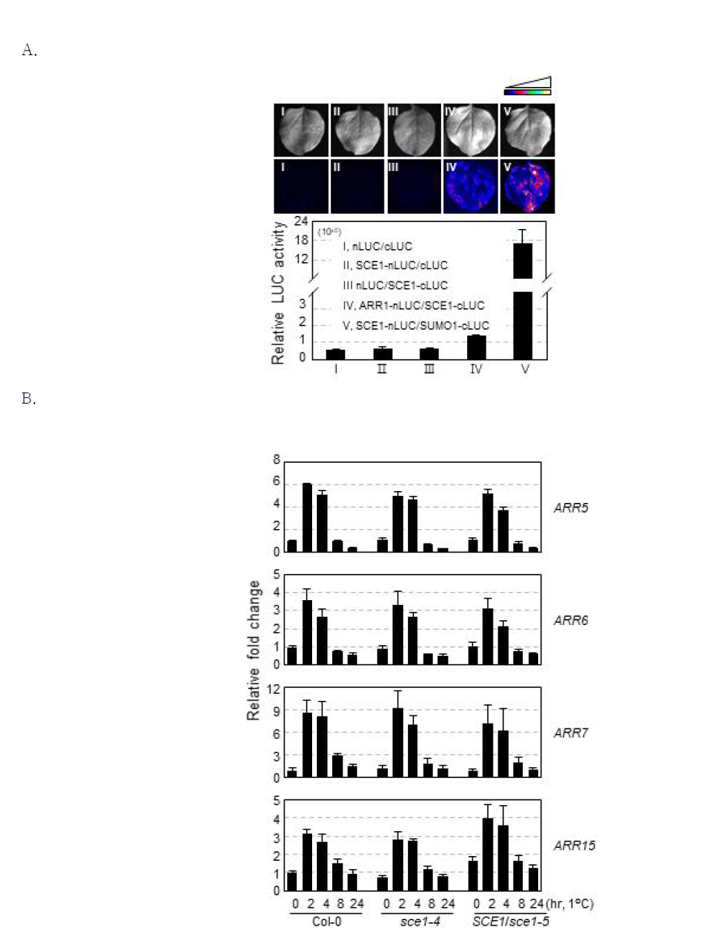 ARR1 is not regulated by SUMO E2 ligases SCE1 in response to cold.