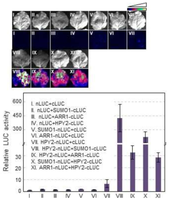 ARR1 interacts with SUMO E3 ligase HPY2