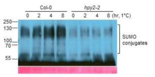 In vivo analysis of SUMOylation in response to cold in hpy2-2 compared with the wild-type