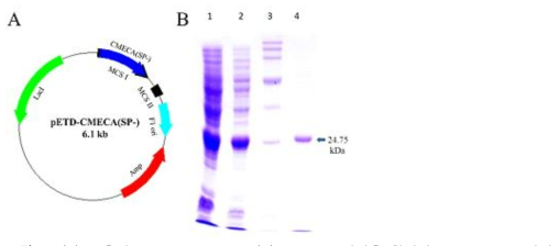 (A) 구축한 CMECA plasmid (B) CMECA 발현을 확인한 SDS-PAGE 결과