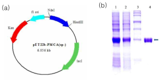 (a) 구축한 PMCA plasmid (b) PMCA의 발현을 확인한 SDS-PAGE 결과