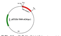 구축한 TAMCA plasmid