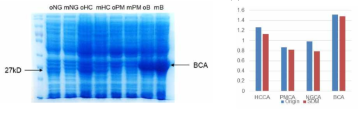 (a) 원본서열 NGCA, HCCA, PMCA, BCAII와 돌연변이서열 mNGCA, mHCCA, mPMCA, mBCAII를 동시에 발현하고 SDS-PAGE로 확인한 결과 (b) CA의 발현량만을 비교한 그래프 결과