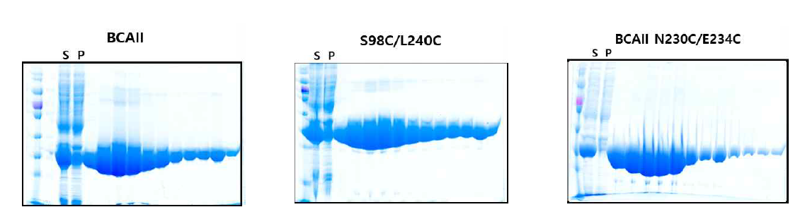 wild type BCAII, BCAII S98C/L240C, BCAII N230C/E234C 세가지 단백질의 발현량을 SDS-PAGE로 확인한 결과