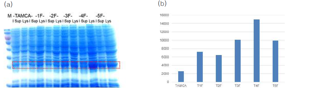 SDS-PAGE를 통해 확인한 TAMCA 및 그 변이들의 상측액(sup)과 세포전체(Lys)에서의 발현량 결과 (b) ImageJ를 통한 SDS-PAGE 발현량의 수치화 결과