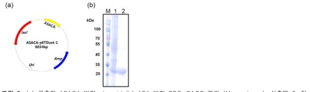 (a) 구축한 ASACA 발현 plasmid (b) ASA 발현 SDS-PAGE 결과 (M=marker, 1=상층액 2=정 제한 ASA단백질)