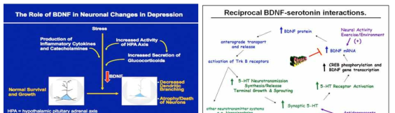 The role of BDNF in depression (left) and BDNF-serotonin interation (right)