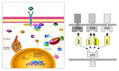 BDNF signaling in AD (left) and the binding of neurotrophins (right)