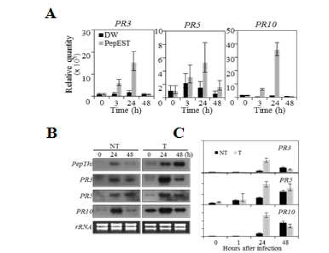 PepEST1 고추형질전환에서 고추열매탄저병에 의해 유도된 PR 유전자의 발현증가.