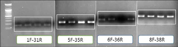 본 연구에서 발굴한 polymorphic SSR에 대한 PCR 증폭결과 예시