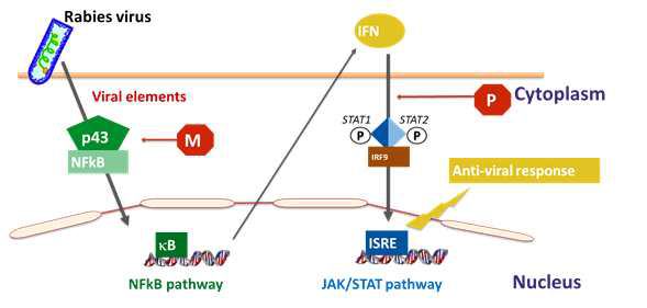 NF-kB dimer repertoire와 STAT pathway에 의한 면역반응에 관여된 RelAp43 (p43)와 M, P lyssavirus 단백질의 역할에 대해 제안된 모델