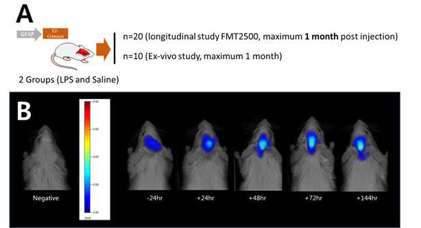 LPS에 의해 유도된 염증 반응 A. GFAP-E2-Crimson 형질 전환 마우스의 특성 분석 및 검증.