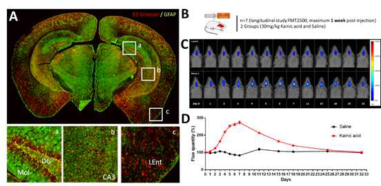 Kainic acid를 이용한 염증 유도반응 후 GFAP-E2-Crimson 형질전환 마우스의 체 내외 뇌조직 이미징.