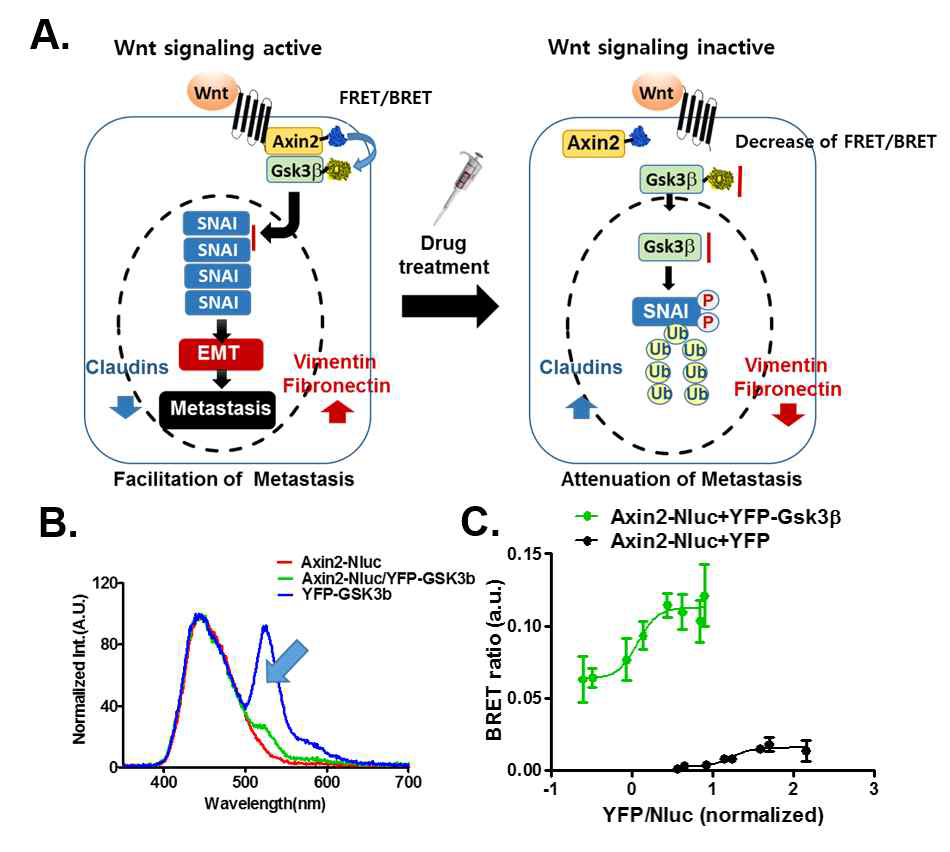 Axin2-Gsk3β 상호작용 탐색을 위한 BRET/FRET 시험 분석 시스템