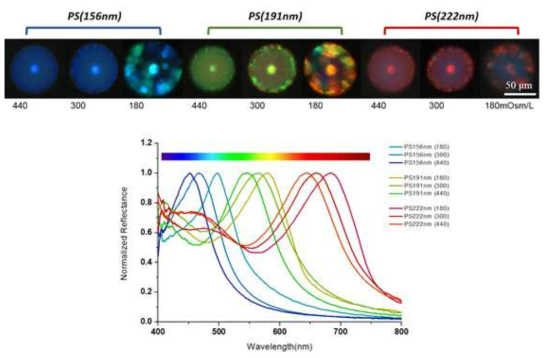 콜로이드 입자의 크기와 외부 삼투압에 의한 입자 농도 제어로 다양한 간섭색을 가지는 광결정 캡슐의 현미경 사진과 스펙트럼