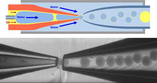 동일방향 흐름 기반의 미세유체소자 모식도(위)와 광학현미경을 이용해 관측한 구동 사진(아래)