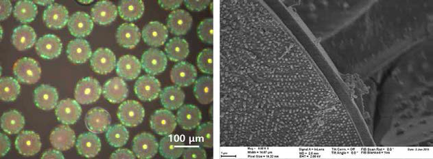동일방향 흐름 기반의 미세유체소자로 제조한 광결정 캡슐(왼)과 캡슐 막의 두께를 보여주는 SEM 사진(오)[7]