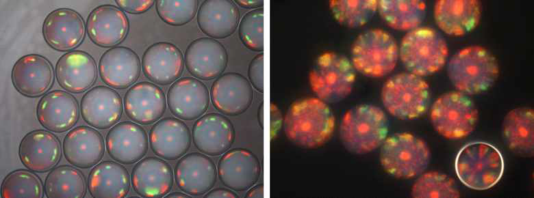 광중합 공정으로 만든 광결정 캡슐의 광학 현미경 사진