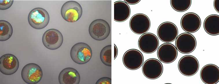열 중합 공정으로 제조한 캡슐들의 광학 현미경 사진