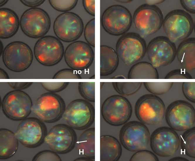자성입자를 포함한 캡슐의 자기장 내에서의 거동을 보여주는 광학 현미경 사진