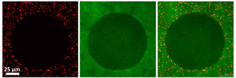 생성된 미시기공으로 인해 선택적 투과성을 가져 녹색의 작은 형광분자만 투과 가능함을 보여주는 confocal laser 현미경 사진[9]