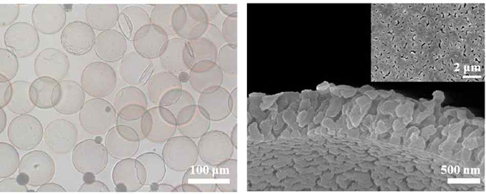 미시기공이 형성된 캡슐의 광학현미경 사진(왼)과 복잡한 구조의 미시기공을 보여주는 캡슐 막 단면 SEM 사진(오)[10]