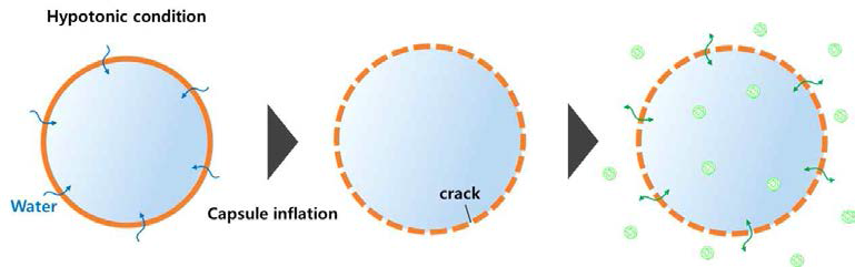 삼투압에 의한 미시기공 형성 공정의 모식도