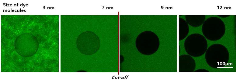 7~9 nm 사이의 미시기공이 형성되었음을 보여주는 confocal laser 현미경 사진