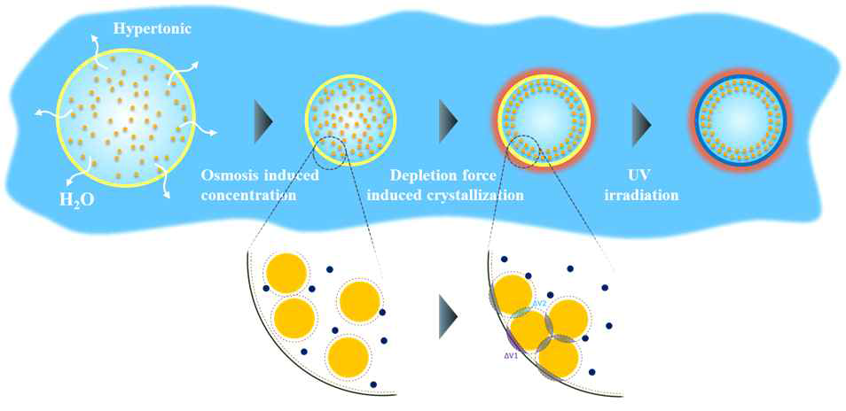 액적 내에서의 고갈력에 의한 콜로이드 광결정 형성과 캡슐화 공정의 모식도