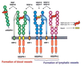 VEGF 및 VEGF-R의 구조와 종류