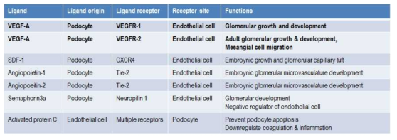 신장 사구체에서 VEGF 및 VEGF-R의 발현
