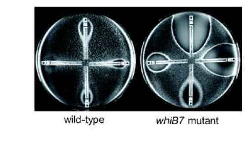 항생제 내성을 부여하는 방선균의 WhiB7/WblC