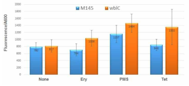 항생제 (erythromycin, tetracycline)와 phenazine methosulfate (PMS)에 의한 세포내 ROS발생여부. Fluorescence assay. 번역저해 항생제는 실험에 사용한 농도에서 peroxide를 발생시키지 않음을 확인.