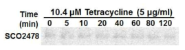 항생제 Tetracycline에 의한 SoxR 조절자의 활성화 여부 분석. Target 유전자 (SCO2478) 전사체의 S1 mapping분석결과 tetracycline은 산화제의 성질이 거의 없음을 확인.