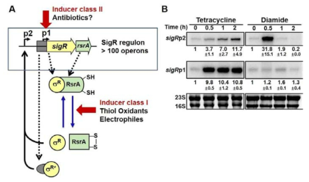 항생제와 산화제에 의한 sigR 전사유도. 산화제 (diamide)가 sigRp2 promoter를 통해 transient한 전사를 유도하는 반면, 항생제는 sigRp1 promoter를 통해 prolonged response를 유도함을 보임.