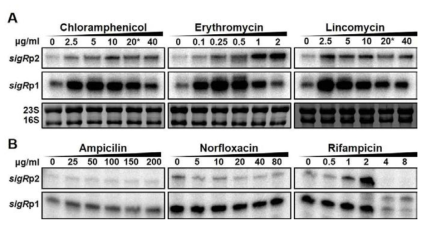 여러 항생제 유형에 대한 sigR의 전사유도 분석. 번역저해유형의 항생제들이 공통적으로 sigRp1의 전사를 유도함을 발견함.