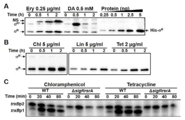 번역저해 항생제에 의한 SigR의 양적 변화와 target 유전자의 유도. Erythromycin, chloramphenicol, lincomycin, tetracyclin에 의해 SigR 단백질이 증가함을 정량 Western방법으로 증명함. 그결과 SigR의 target 유전자인 thioredoxin reductase (trxB)의 전자도 증가함을 확인함.