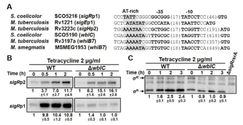 WblC에 의한 SigR의 발현 활성화. sigRp1 프로모터 앞에 AT-rich한 WblC/WhiB7 (AT-hook protein) binding site가 존재하며, 실제로 항생제에 의한 sigR전사 유도에 WblC가 관여함을 돌연변이균주를 통해 확인함.