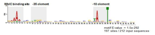 WblC의존적으로 항생제에 의해 유도되며, 전사개시점 (TSS)가 알려진 212개 유전자의 보존된 motif 탐색. Major house-keeping sigma인자 (HrdB)에 의해 인지되는 promoter와 A-rich WblC-binding consensus가 확인됨.