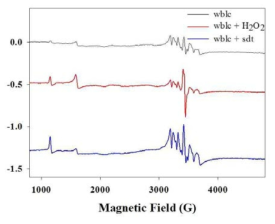 WblC 과발현 대장균세포의 EPR spectrum
