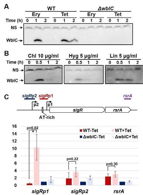 항생제 처리에 의한 WblC 단백질의 양적 증가 및 sigR 프로모터 결합.Western분석과 ChIP 분석. Erythromycin,tetracycline, chloramphenicol, hygromycin,lincomycin에 의해 WblC의 양이 1시간 이내에 크게 증가하며,sigp1 프로모터자리에 특이적으로 결합함을 확인함.