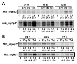 결핵균(Mycobacterium tuberculosis)에서 항생제에 의해 SigR homolog인 SigE, SigH유전자가 유도되는 양상. sigE, sigH mRNA가 번역저해 항생제 처리에 의해 증가함을 확인.