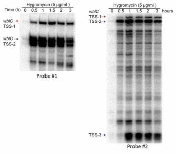 wblC 유전자의 전사개시점 결정. S1 mapping분석. 두가지 probe를 활용하여 전사개시점이 Genome-wide TSS mapping에서 제시한 위치에 모두 존재함을 확인함.