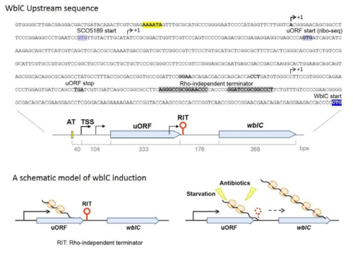wblC 유전자의 5‘-UTR 서열과 유추되는 활성화 모델.
