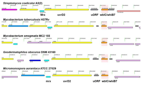 wblC 유전자 주변 gene synteny. 여러 방선균에 걸쳐 MSH를 활용하는 mycoredoxin (glutaredoxin-like protein)과 helicase (UvrD2)가 보존되어 있음.