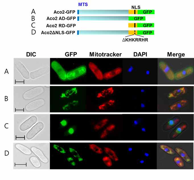 Aco2의 세포내 분포. C말단의 NLS를 통해 핵에 분포함을 확인