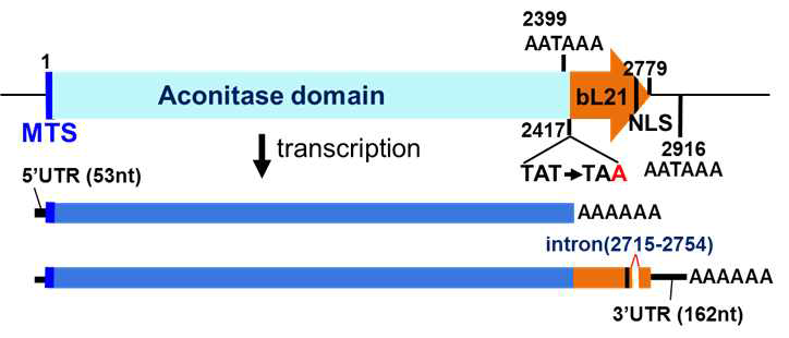 Aco2의 mRNA processing. Alternative polyA site selection을 통해 핵으로의 이동이 가능한 NLS signal을 탑재한 mRNA가 만들어 질 수 있음을 RNA분석으로 증명함.