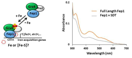 분열성 효모의 iron-sensor Fep1의 분리와 분광학적 분석. 철이 함유된 UV-VIS spectrum확인.